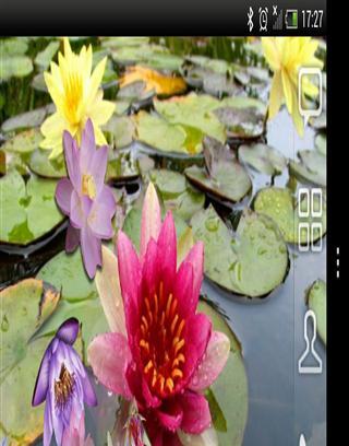 Lotus Free Live Wallpaper截图3