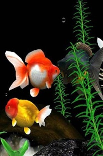 3D Live Fish Wallpaper截图5