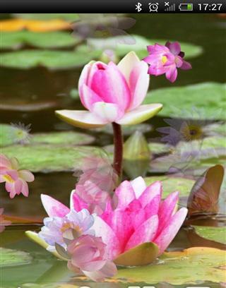 Lotus Free Live Wallpaper截图1