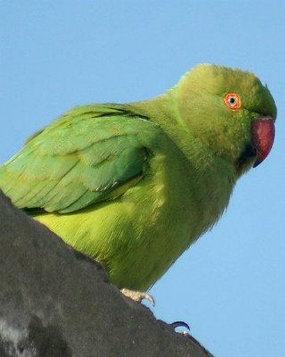 Talking Rose Ringed Parakeet截图4