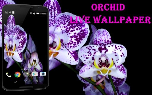 Orchid Video Live Wallpaper截图4