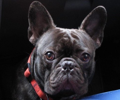 French Bulldog Live Wallpaper截图5