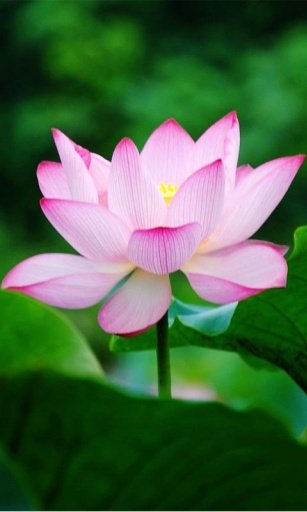 Pink Lotus HD Wallpaper截图4