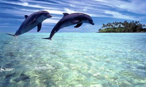 Amazing Dolphins Livewallpaper截图4