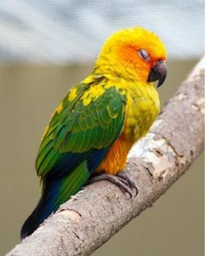 Talking Conure Parrot截图8