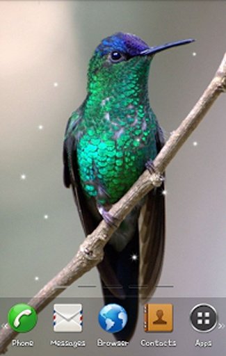 Bird Live Wallpaper截图6