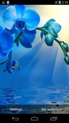 Blue Orchid Live Wallpaper截图5