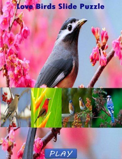 Birds Games Puzzle截图1