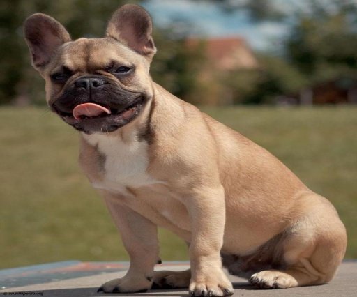 French Bulldog Live Wallpaper截图3