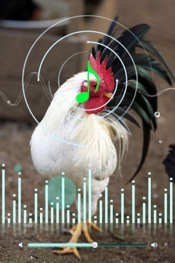 Funny Rooster Sound截图4