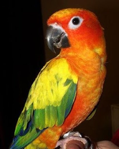 Talking Conure Parrot截图6