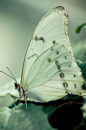 White Butterfly Wallpapers截图7