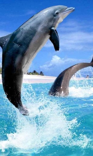 Amazing Dolphins Livewallpaper截图2