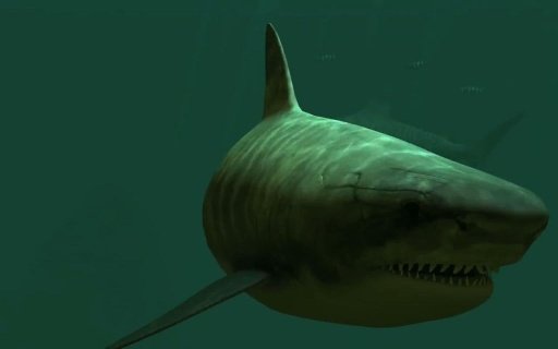 Tiger Sharks live wallpaper截图4