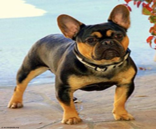 French Bulldog Live Wallpaper截图1