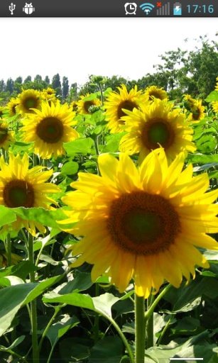 Sunflowers HD Live Wallpaper截图3