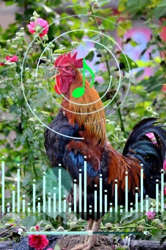 Funny Rooster Sound截图5