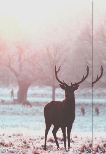 Deer HD Wallpaper截图3