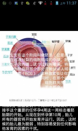 3D胎儿发育科学图解截图3