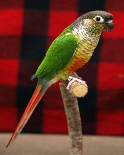 Talking Conure Parrot截图10