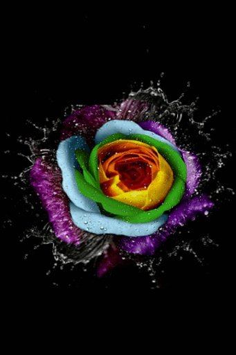 Rainbow Rose Live Wallpaperr截图1