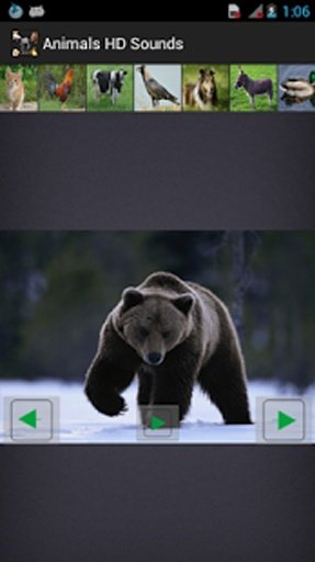 动物高清声音截图3