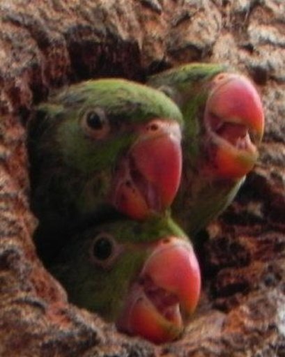 Talking Rose Ringed Parakeet截图2