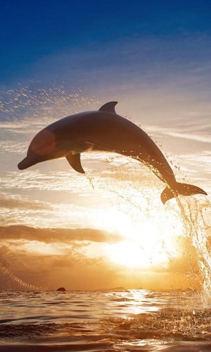 Amazing Dolphins Livewallpaper截图3