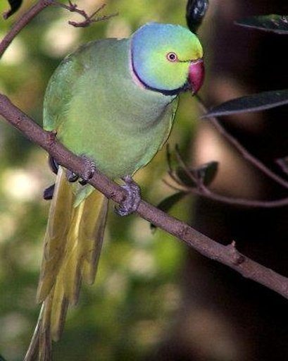 Talking Rose Ringed Parakeet截图6