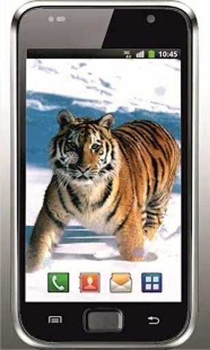 Tiger Free HD live wallpaper截图5