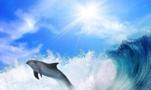 Amazing Dolphins Livewallpaper截图1