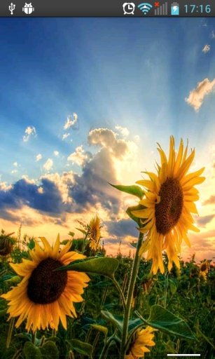 Sunflowers HD Live Wallpaper截图1