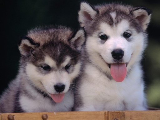 Playful Puppies Live Wallpaper截图3