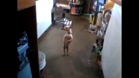 Hilarious Dancing Dogs截图4