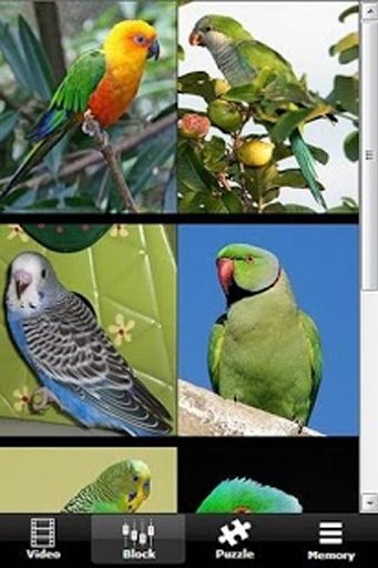 Annoying Talking Parakeet截图1