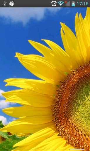 Sunflowers HD Live Wallpaper截图4