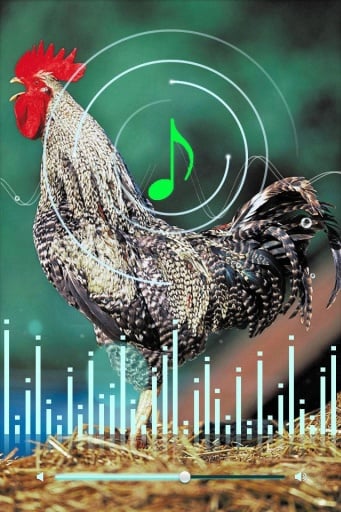 Funny Rooster Sound截图3