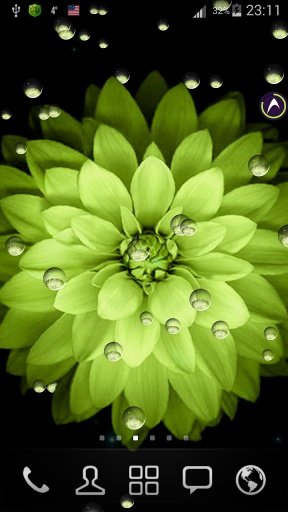 Flower wallpaper截图2