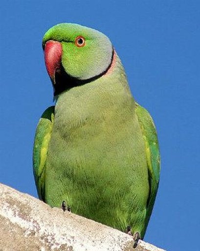 Talking Rose Ringed Parakeet截图7