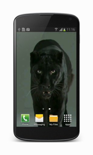 Puma Cat Video Wallpaper截图2