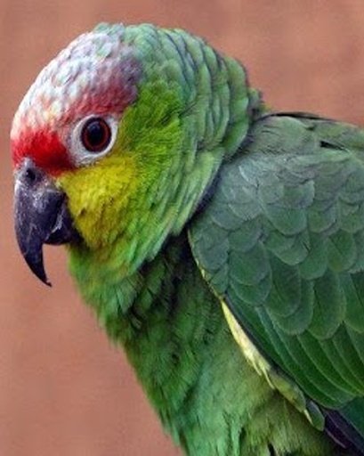 Talking Amazon Parrot截图6