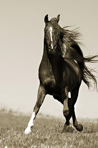 Beautiful Horses Wallpaper截图2