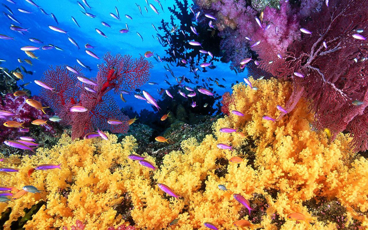 Aquarium Live Wallpapers截图6