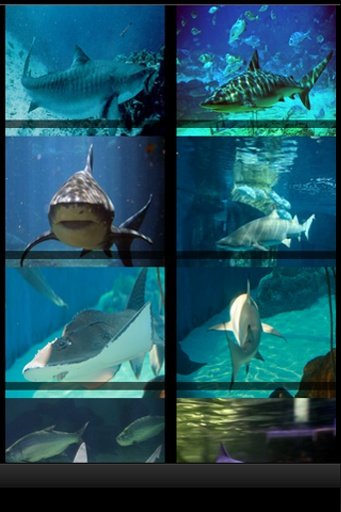 Killer Sharks截图2