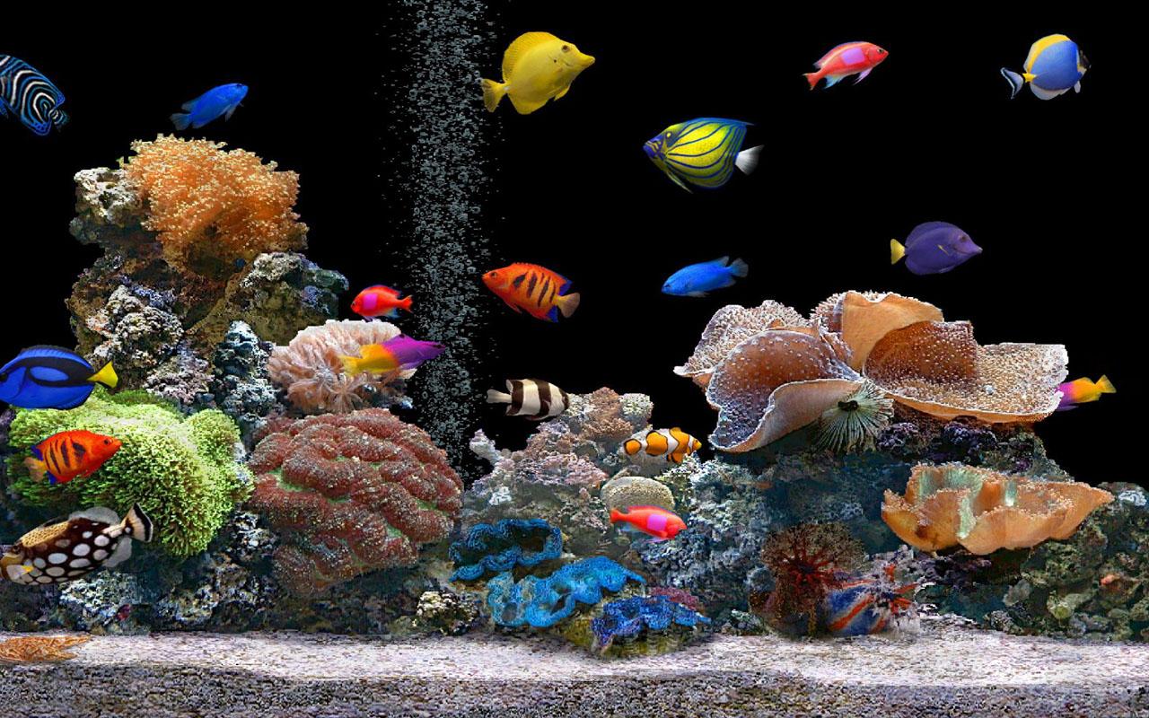 Aquarium Live Wallpapers截图5