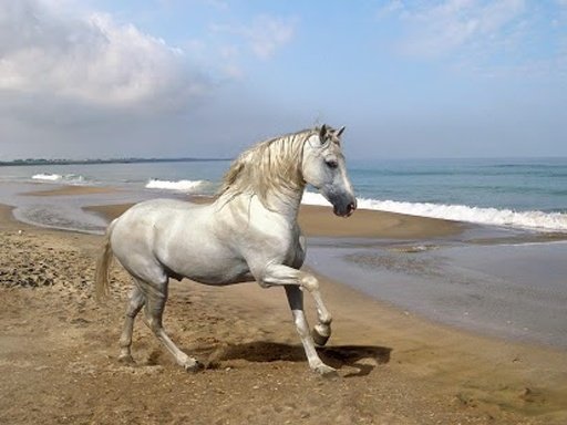 Horse Live Wallpaper截图9