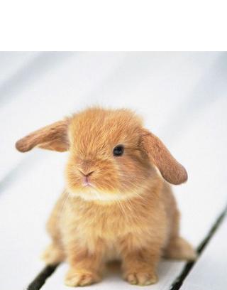 cute baby bunnies截图2