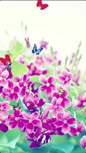 Butterflies &amp; Flower Wallpaper截图3