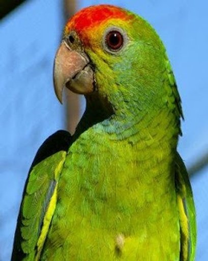 Talking Amazon Parrot截图10