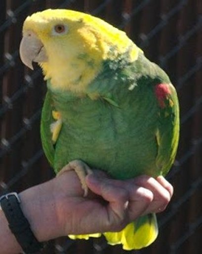 Talking Amazon Parrot截图9